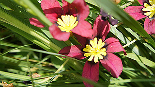 2013hana_041_thumb.jpg