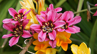 2013hana_042_thumb.jpg