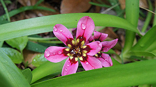 2013hana_043_thumb.jpg
