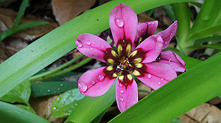 2013hana_044_thumb.jpg