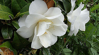 2013hana_047_thumb.jpg