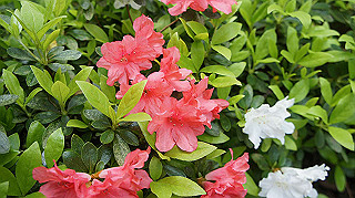 2013hana_052_thumb.jpg