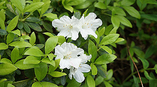 2013hana_054_thumb.jpg