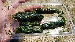 dsc00054_thumb.jpg
