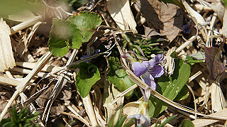dsc00062_thumb.jpg