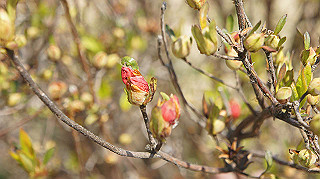 dsc00079_thumb.jpg