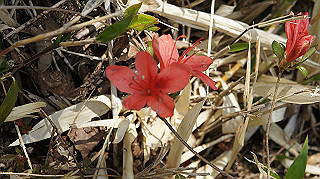 dsc00080_thumb.jpg