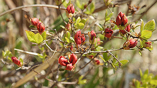 dsc00081_thumb.jpg