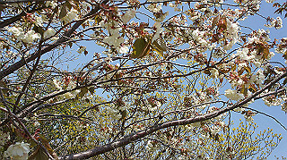 dsc00086_thumb.jpg