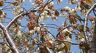 dsc00087_thumb.jpg