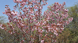 dsc00092_thumb.jpg