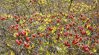 dsc00097_thumb.jpg