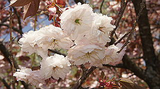 dsc00106_thumb.jpg