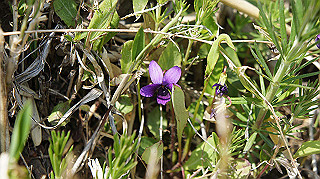 dsc00109_thumb.jpg