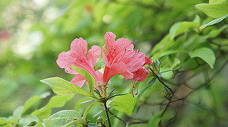 dsc00155_thumb.jpg
