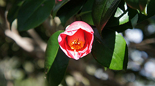 dsc00157_thumb.jpg
