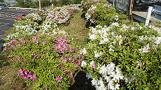dsc00191_thumb.jpg