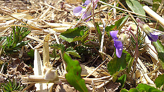 dsc_0006_thumb.jpg