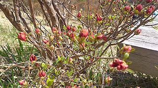 dsc_0325_thumb.jpg