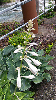 dsc_0517_thumb.jpg