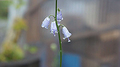 20130824002_thumb.jpg