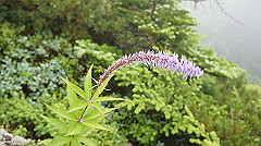 20130824030_thumb.jpg