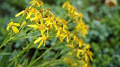20130824032_thumb.jpg