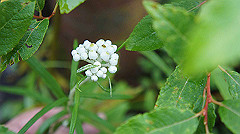 20130824034_thumb.jpg