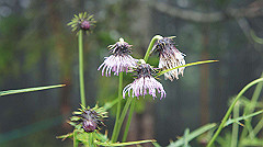 20130824060_thumb.jpg