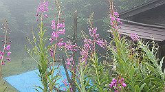 20130824062_thumb.jpg