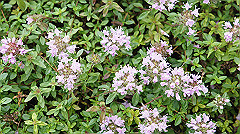 20130824065_thumb.jpg