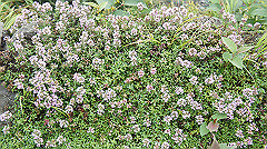 20130824066_thumb.jpg