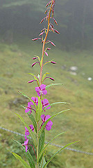 20130824068_thumb.jpg