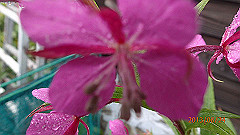20130824070_thumb.jpg