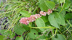 20130824076_thumb.jpg