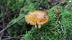 20130824097_thumb.jpg
