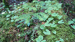20130824099_thumb.jpg