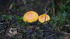 20130824102_thumb.jpg