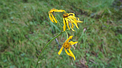 20130824134_thumb.jpg