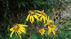 20130824137_thumb.jpg