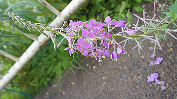 20130825019_thumb.jpg