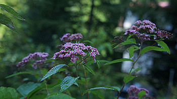 20130826011_thumb.jpg