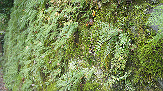 dsc00009_thumb.jpg