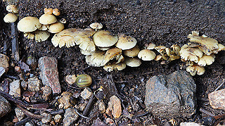 dsc00040_thumb.jpg