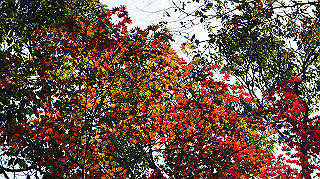 dsc00050_thumb.jpg