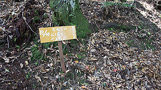 dsc00052_thumb.jpg