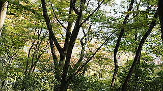 dsc00055_thumb.jpg