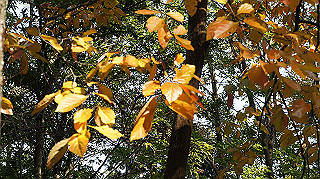 dsc00058_thumb.jpg