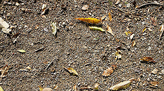 dsc00067_thumb.jpg