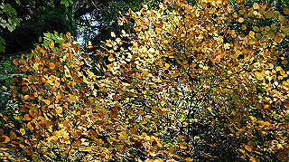 dsc00071_thumb.jpg